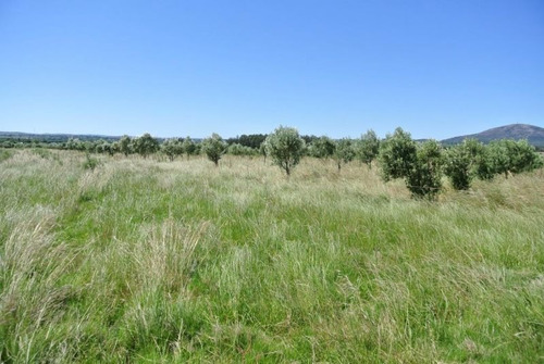 Quinta | Camino Amilcar Pelufo
