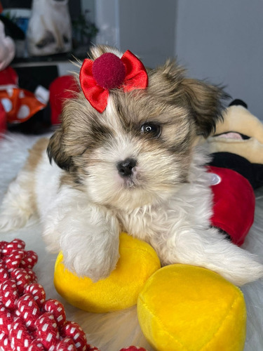 Lindissima Filhote Shihtzu Branco