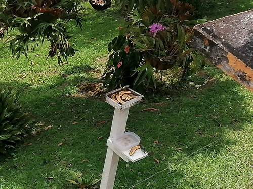 Imagen 14 de 30 de Venta Finca Quimbaya,quindio