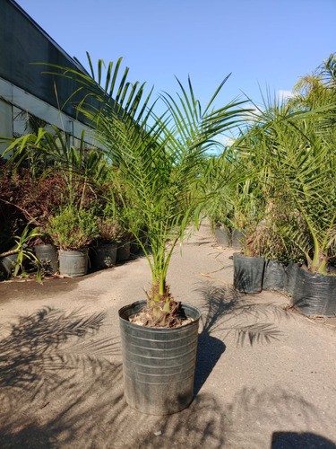 Phoenix Robellini Variedad De Tamaños. Excelentes! Verde