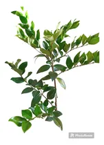 Comprar Oleotexano. Ideal Cercos Vivos