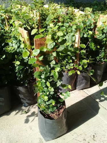 Ficus Pumila Terrario Planta Trepadora