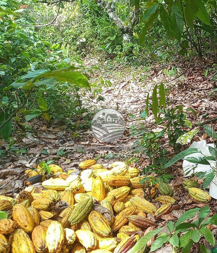 Imagem 9 de 9 de Venda Sítio Monte Negro Em Rondônia - Sig218