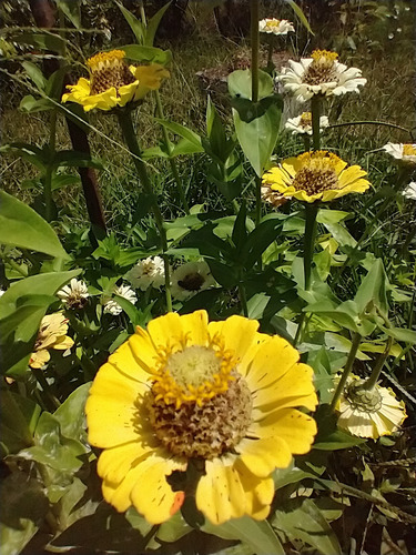 Mix De Sementes De Zinia