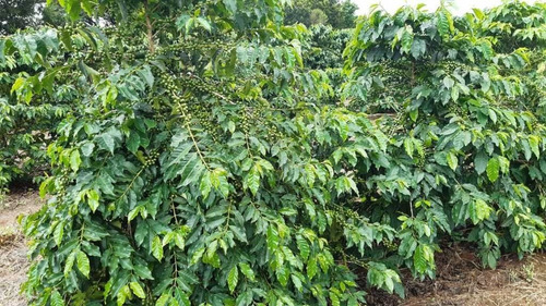 Imagem 1 de 16 de Fazenda 200 Hectares De Café No Municipio De Machado 12.000,000,00 - 39055