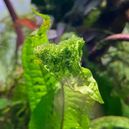 Fertilizante Apt J/jazz - The 2hr Aquarist 9un
