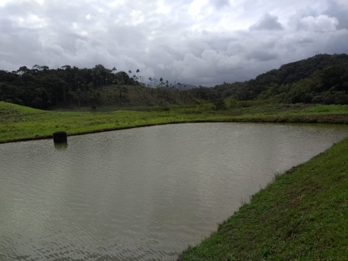 Imagem 21 de 30 de Sitio No Juquiá - St00024