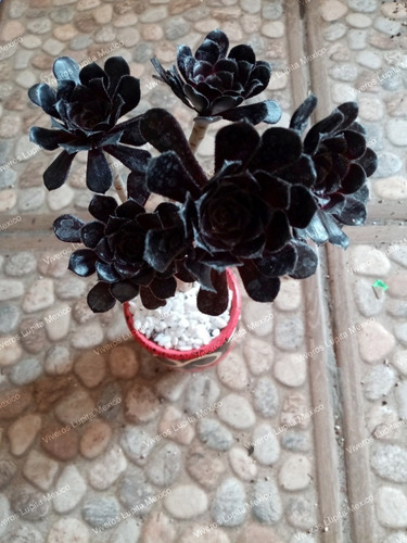 Imagen 8 de 9 de Suculenta De Colección Rosa Negra 4 Ramas (solo Cdmx)