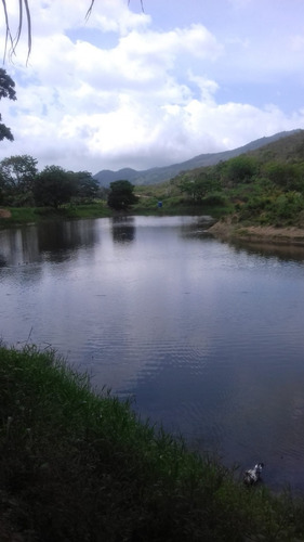 Imagen 3 de 18 de Se Vende Finca 114 Hectáreas Carabobo Bejuma. Cod. 4616212