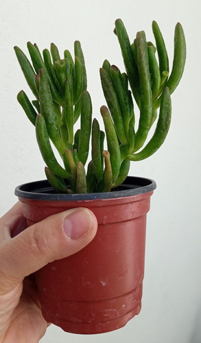 Crassula Ovata Gollum Suculenta Coleccion N°10