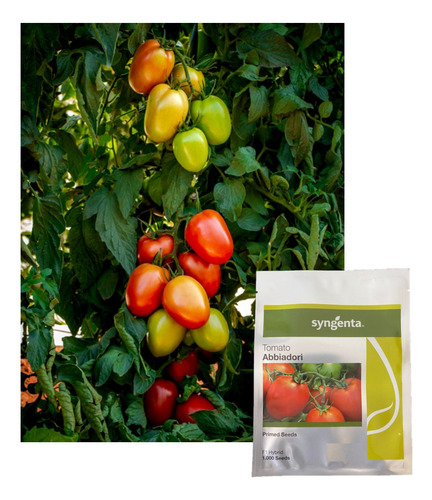 1.000 Sementes De Tomate Hibrido Abbiadori Saladete