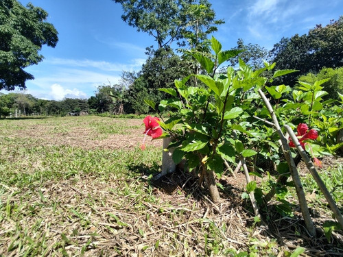 Imagen 8 de 12 de Venta De Lotes En Pérez Zeledón, Calle Foster, Los Chiles