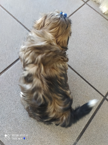 Imagem 4 de 4 de Filhote De Shih-tzu