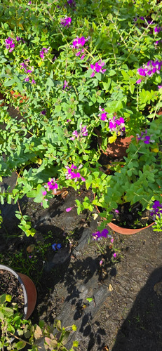 Planta Polygala Rosada 25 Cm Gratis A R . M Pack X2