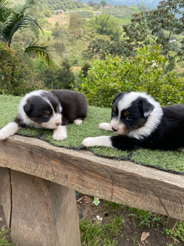 Hermosos Border Collie Disponibles De Criadero Kanis 