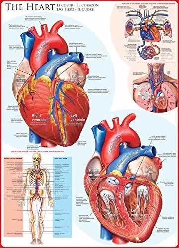 Rompecabezas Del Cuerpo Humano De Eurographics El Corazon 10