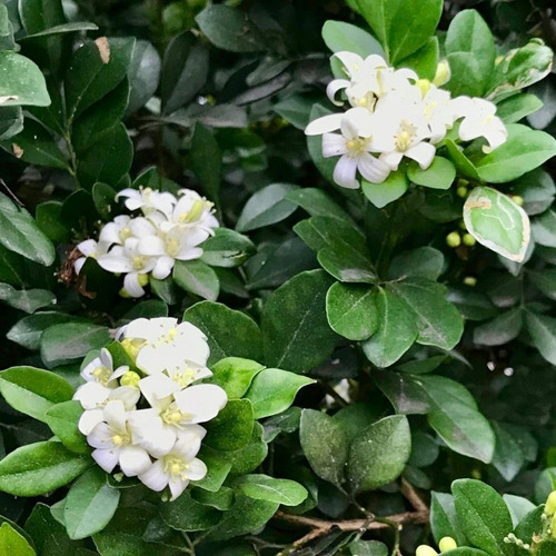 20 Sementes Murta De Cheiro Murraya Paniculata Planta Rara