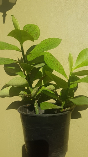 Euphobia Umbrelata - Planta Árbol 20 Cm Aprox, 10 Unidades