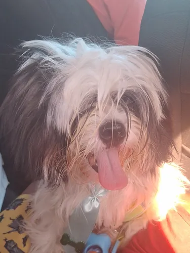 Cachorro Shih Tzu + Lhasa Apso. Macho