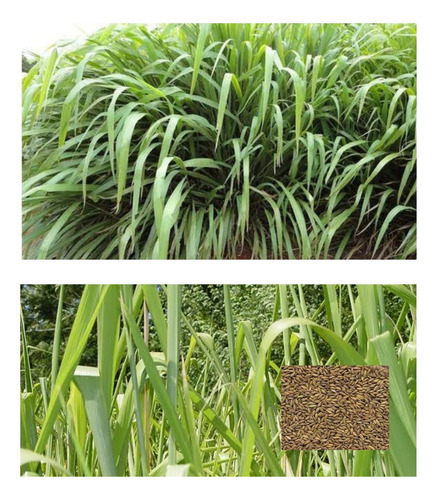 Hierba Colonião Mombasa - 10 kg de semillas/pasto