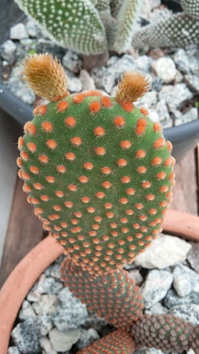 Planta Cactus Opuntia, Alas De Ángel, Orejas De Conejo Nopal