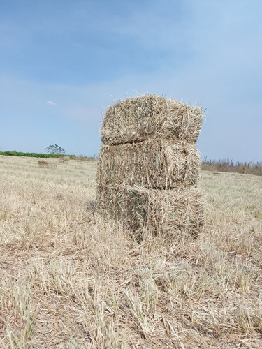 Paca De Pasto