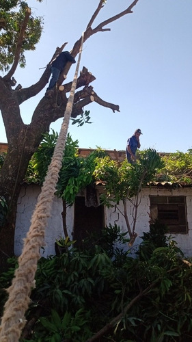 Imagem 2 de 2 de Corte E Poda De Árvores