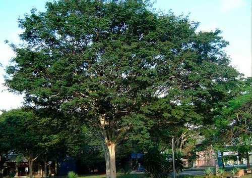 Pau Ferro, 100 Gr Erva Seca Para Chá