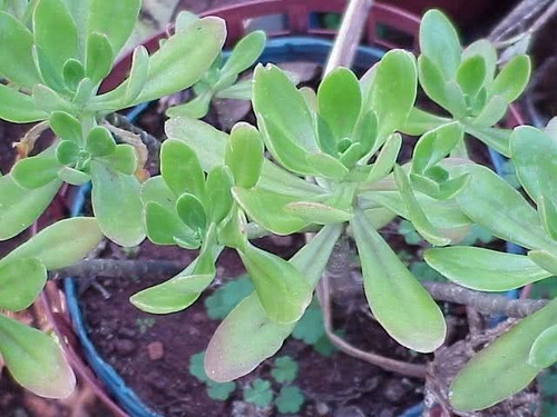 Bálsamo De Horta 100 Gr, Ervas Secas Para Chá