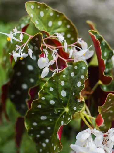 Begonia Maculata P13 - 2 Unidades