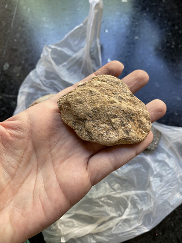 Piedras Lote De 3 Unid Naturales Fósiles Y Más (l5) Beige