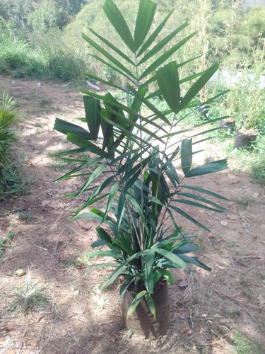 Palma Bambu ( Palma Carabobo)