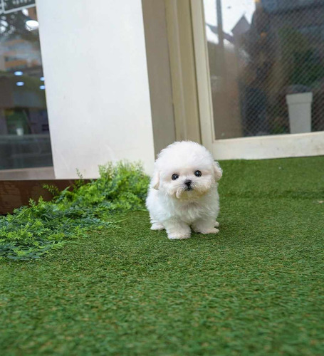 Cachorros French Poodle Tacita De Te.