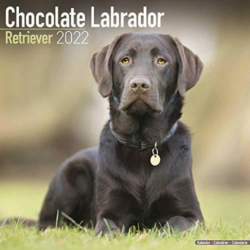 Book : Chocolate Lab Calendar - Labrador Retriever - Dog...
