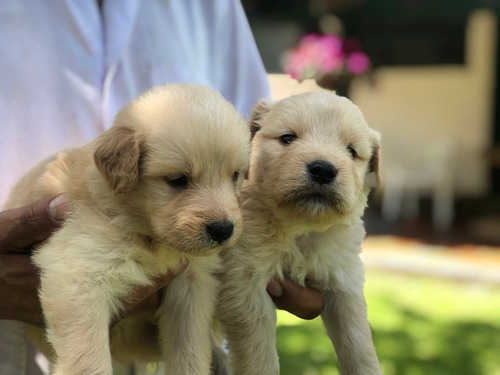 Espectaculares Cachorros Golden Retriever Mascotas Rionegro