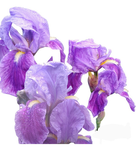 Iris Germanico Azul / Violaceo