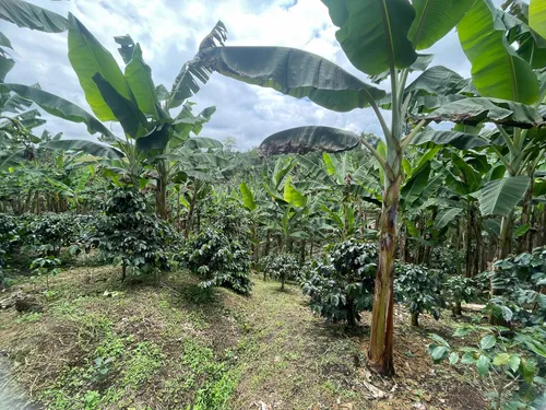 Vendo Lote Frente A Variante Condina/pereira