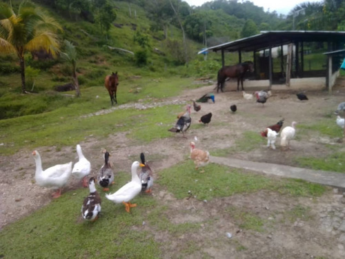 Imagen 13 de 23 de Cf. Se Vende Finca En La Fría, Cerca De La Termoeléctrica