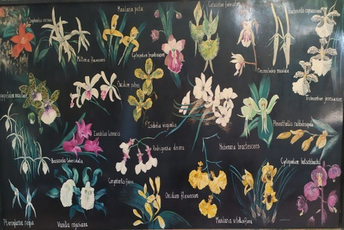 Flores Y Plantas Tropicales - Botánica - Lámina 45x30 Cm.