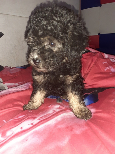 Imagen 8 de 9 de Caniche Toy Negras