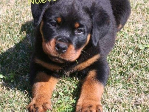 Rottweiler 