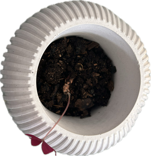 Bulbos Trébol Oxialis Triangularis Purpura