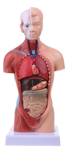 Anatomía Del Modelo Corporal Del Torso Órganos Internos Médi