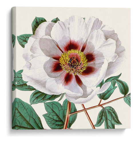 Canvas Lab Cuadro Antiguo Botánico Cultivo Ii 25x25