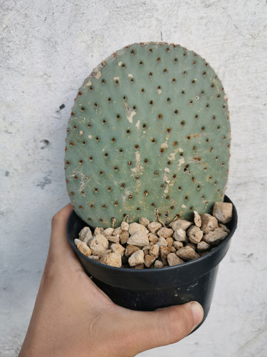 Cactus Nopal Opuntia Basilaris 