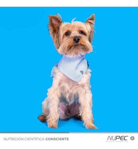 Imagen 3 de 4 de Ropa Para Perro Paliacate Azul Claro Talla Extra Grande (xl)
