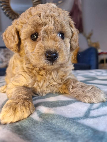 Cachorros Poodle Apricot Mini 