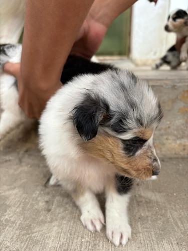 Cachorros 