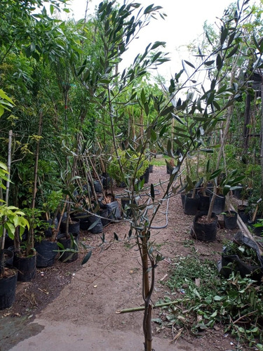 Imagen 2 de 8 de Olivo Arbol - 3 Años 1.3 Mts. Vivero Hab X Senasa E.gratis