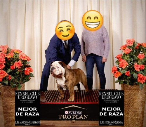 Imagen 4 de 5 de Bulldog Ingles Macho Para Monta O Inseminación.
